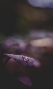 Preview wallpaper leaf, drop, water, dark