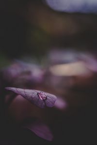 Preview wallpaper leaf, drop, water, dark