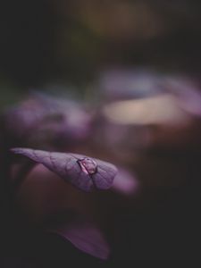 Preview wallpaper leaf, drop, water, dark