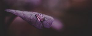 Preview wallpaper leaf, drop, water, dark