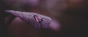 Preview wallpaper leaf, drop, water, dark
