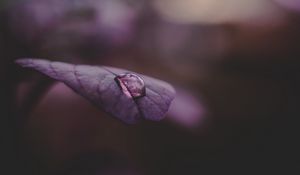 Preview wallpaper leaf, drop, water, dark