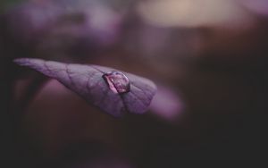 Preview wallpaper leaf, drop, water, dark