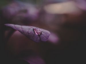 Preview wallpaper leaf, drop, water, dark