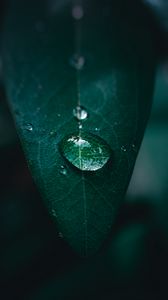 Preview wallpaper leaf, drop, water, macro