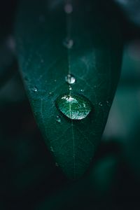 Preview wallpaper leaf, drop, water, macro