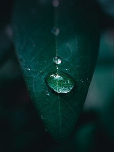 Preview wallpaper leaf, drop, water, macro