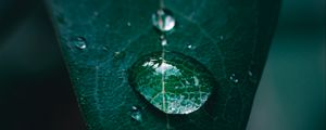 Preview wallpaper leaf, drop, water, macro