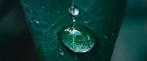 Preview wallpaper leaf, drop, water, macro