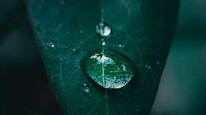Preview wallpaper leaf, drop, water, macro