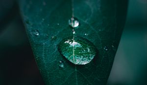 Preview wallpaper leaf, drop, water, macro