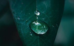 Preview wallpaper leaf, drop, water, macro