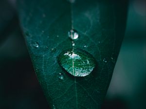 Preview wallpaper leaf, drop, water, macro