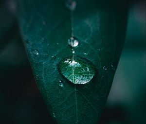 Preview wallpaper leaf, drop, water, macro