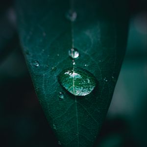 Preview wallpaper leaf, drop, water, macro