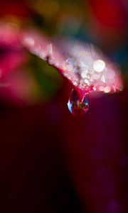 Preview wallpaper leaf, drop, water, bokeh, macro