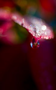 Preview wallpaper leaf, drop, water, bokeh, macro