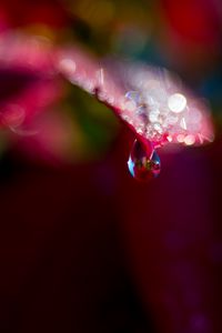 Preview wallpaper leaf, drop, water, bokeh, macro