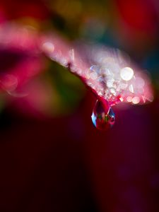 Preview wallpaper leaf, drop, water, bokeh, macro