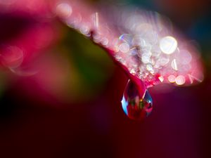Preview wallpaper leaf, drop, water, bokeh, macro