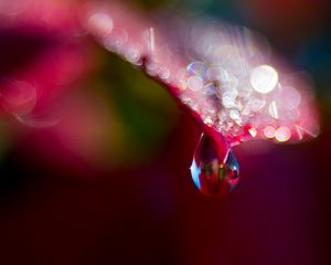 Preview wallpaper leaf, drop, water, bokeh, macro