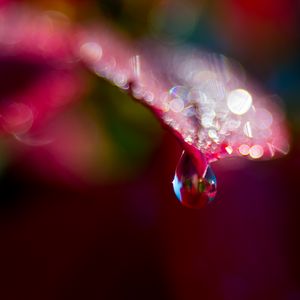 Preview wallpaper leaf, drop, water, bokeh, macro