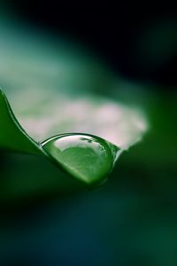 Preview wallpaper leaf, drop, water, macro, green