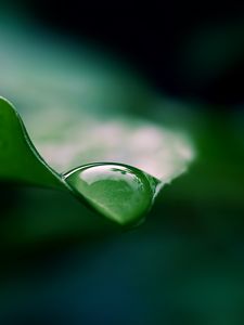 Preview wallpaper leaf, drop, water, macro, green