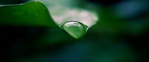 Preview wallpaper leaf, drop, water, macro, green