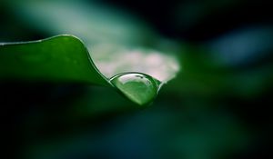 Preview wallpaper leaf, drop, water, macro, green