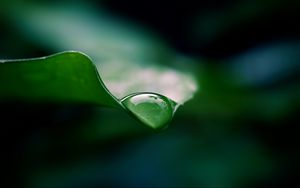 Preview wallpaper leaf, drop, water, macro, green