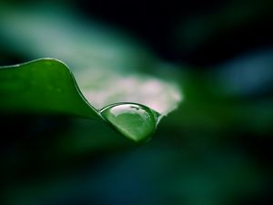 Preview wallpaper leaf, drop, water, macro, green