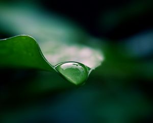 Preview wallpaper leaf, drop, water, macro, green