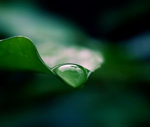 Preview wallpaper leaf, drop, water, macro, green