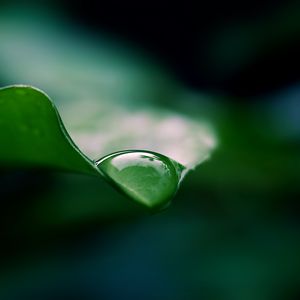 Preview wallpaper leaf, drop, water, macro, green