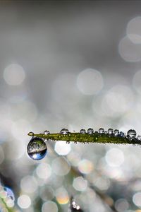 Preview wallpaper leaf, drop, water, rain, bokeh, macro