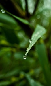 Preview wallpaper leaf, drop, water, macro, blur