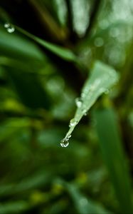 Preview wallpaper leaf, drop, water, macro, blur