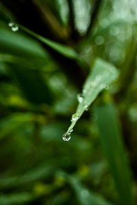 Preview wallpaper leaf, drop, water, macro, blur