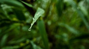 Preview wallpaper leaf, drop, water, macro, blur