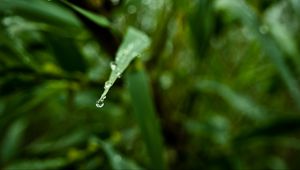 Preview wallpaper leaf, drop, water, macro, blur