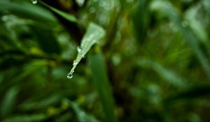 Preview wallpaper leaf, drop, water, macro, blur