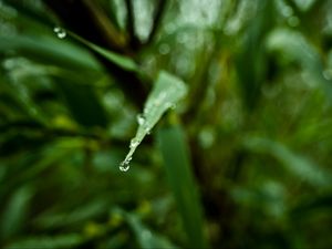 Preview wallpaper leaf, drop, water, macro, blur