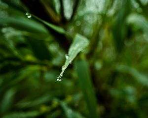 Preview wallpaper leaf, drop, water, macro, blur