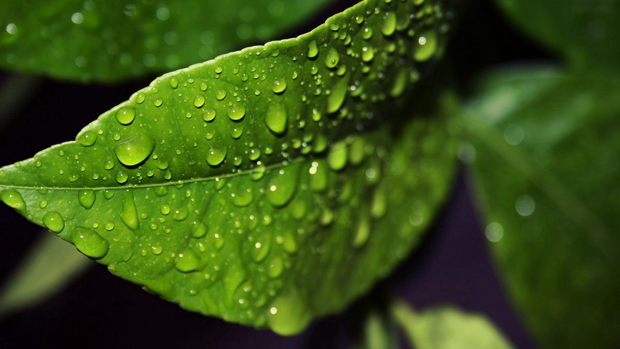 Wallpaper leaf, drop, wet, form