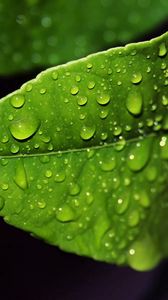 Preview wallpaper leaf, drop, wet, form