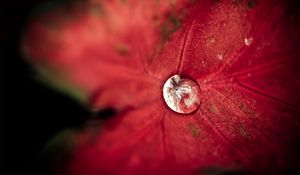 Preview wallpaper leaf, droplet, background, light