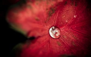 Preview wallpaper leaf, droplet, background, light