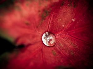 Preview wallpaper leaf, droplet, background, light