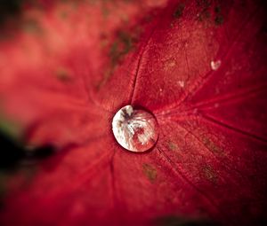 Preview wallpaper leaf, droplet, background, light